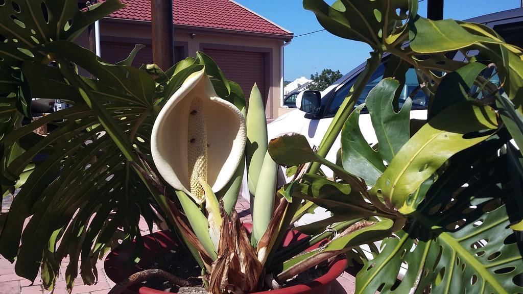 Anchorage Guest House Plettenberg Bay Kültér fotó
